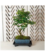 Plato Bonsái Plástico 14.5x10x2.5cm Mistral | Accesorio para Bonsáis en Endanea Garden


