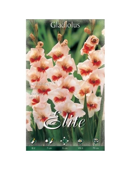 BULBO GLADIOLO BUTTERFLY SHOCKING