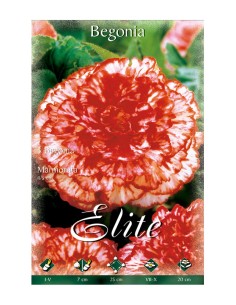 BULBO BEGONIA MARMORATA