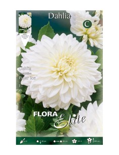 BULBO DAHLIA BABY BLANCO BATLLE