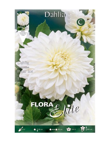 BULBO DAHLIA BABY BLANCO BATLLE