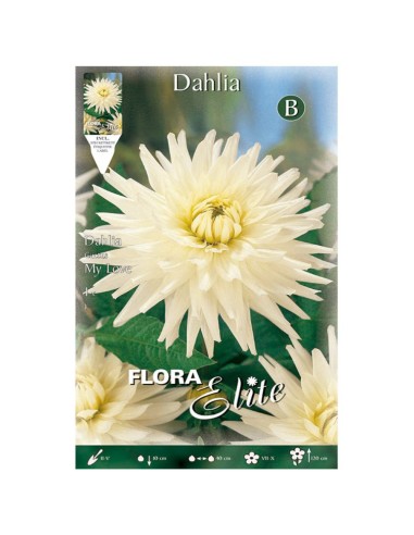 BULBO DAHLIA CACTUS MY LOVE BATLLE