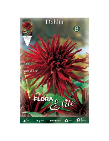 BULBO DAHLIA CACTUS NUIT D`ETE BATLLE