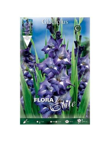 BULBO GLADIOLO BLUE ISLE