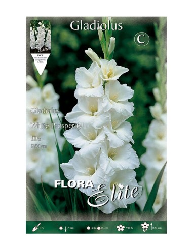 BULBO GLADIOLO WHITE PROSPERITY BATLLE