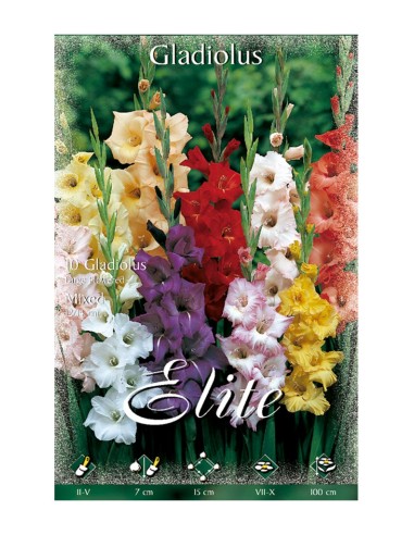 BULBO GLADIOLO MEZCLA BATLLE
