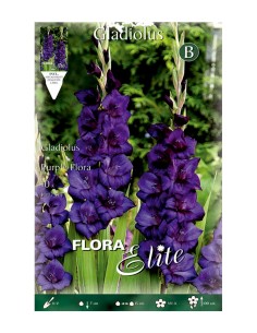 BULBO GLADIOLO PURPLE FLORA BATLLE