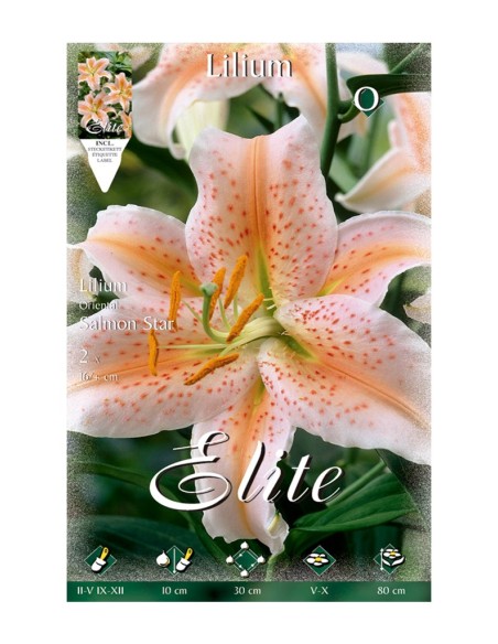 BULBO LILIUM ORIENTAL SALMON STAR