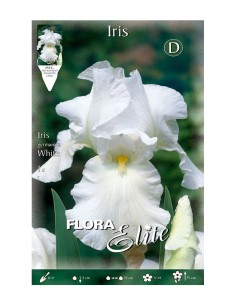 BULBO IRIS GERMANICA BLANCO BATLLE