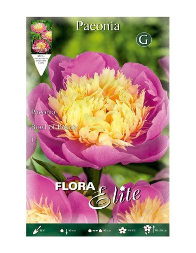 BULBO PEONIA BOWL OF BEAUTY