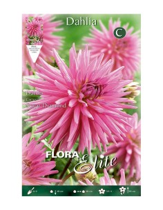BULBO DAHLIA CACTUS SUGAR DIAMOND BATLLE