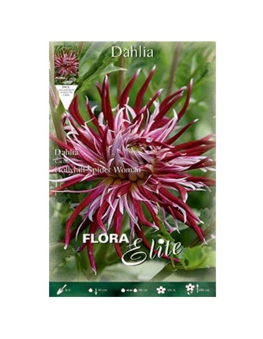 BULBO DALIA CACTUS LYHILL SPIDER WOMAN