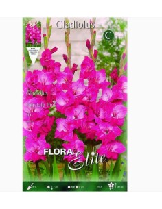 BULBO GLALDIOLO FAIRYTALE PINK