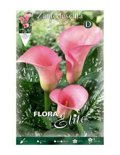 BULBO CALA ROSA BATLLE