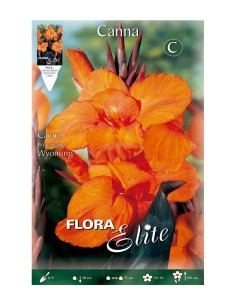 BULBO CANNA WYOMING BATLLE