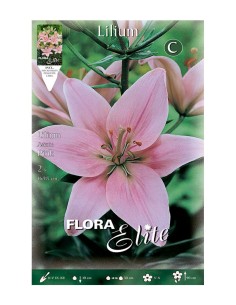 BULBO LILIUM ASIATIC ROSA BATLLE