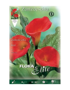 BULBO CALA ROJO BATLLE