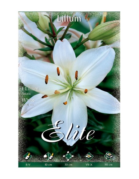 BULBO LILIUM ASIATIC BLANCO BATLLE