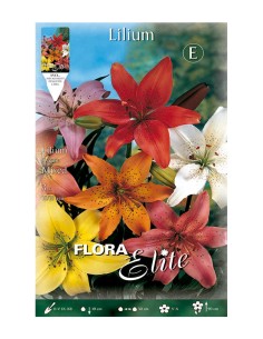 BULBO LILIUM ASIATIC MEZCLA BATLLE