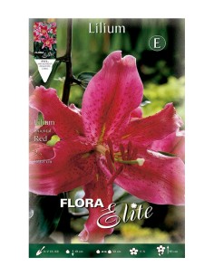 BULBO LILIUM ORIENTAL ROJO BATLLE