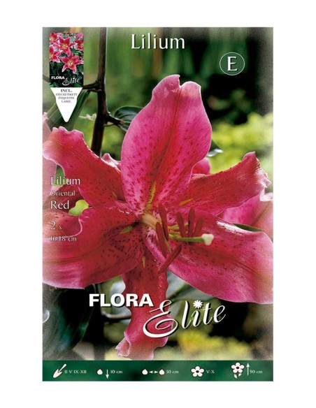 BULBO LILIUM ORIENTAL ROJO BATLLE