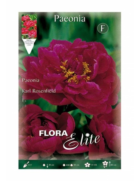 BULBO PEONIA KARL ROSENFIELD