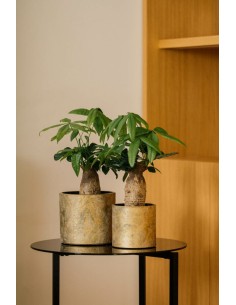 MACETA ALBI 14C13CM VERDE/ORO 2