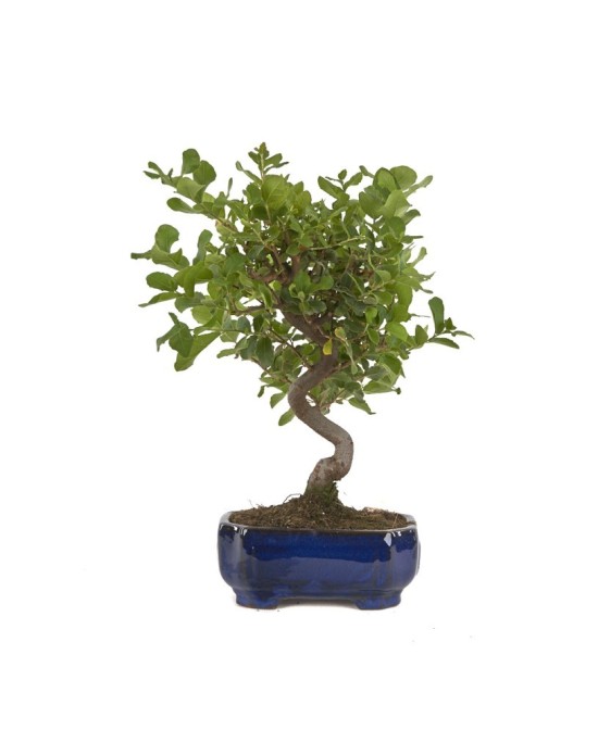 BONSAI 8 AÑOS QUERCUS SUBER MISTRAL