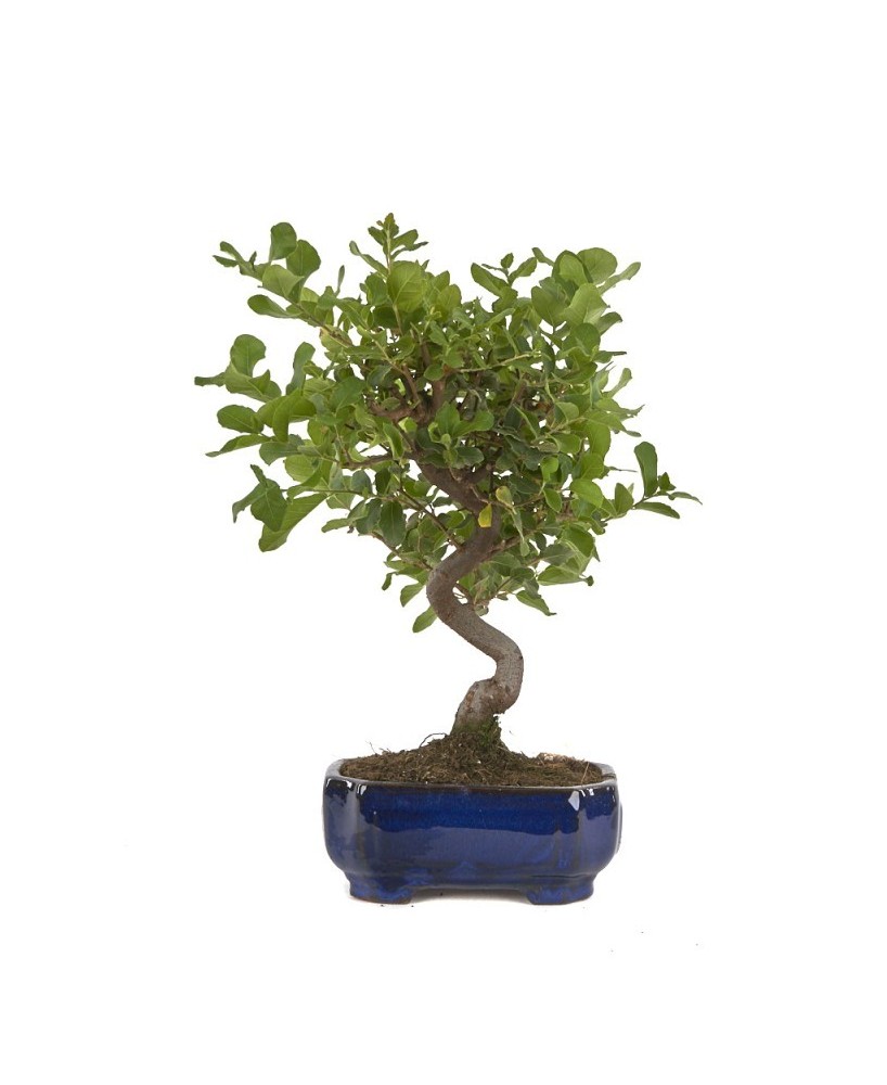 BONSAI 8 AÑOS QUERCUS SUBER MISTRAL