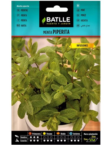 SEMILLA MENTA PIPERITA