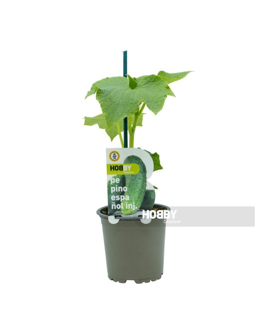 PEPINO ESPAÑOL PACK 1