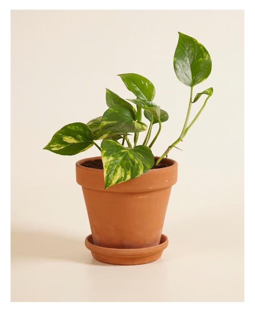 EPIPREMNUM PINN AUREUM M14