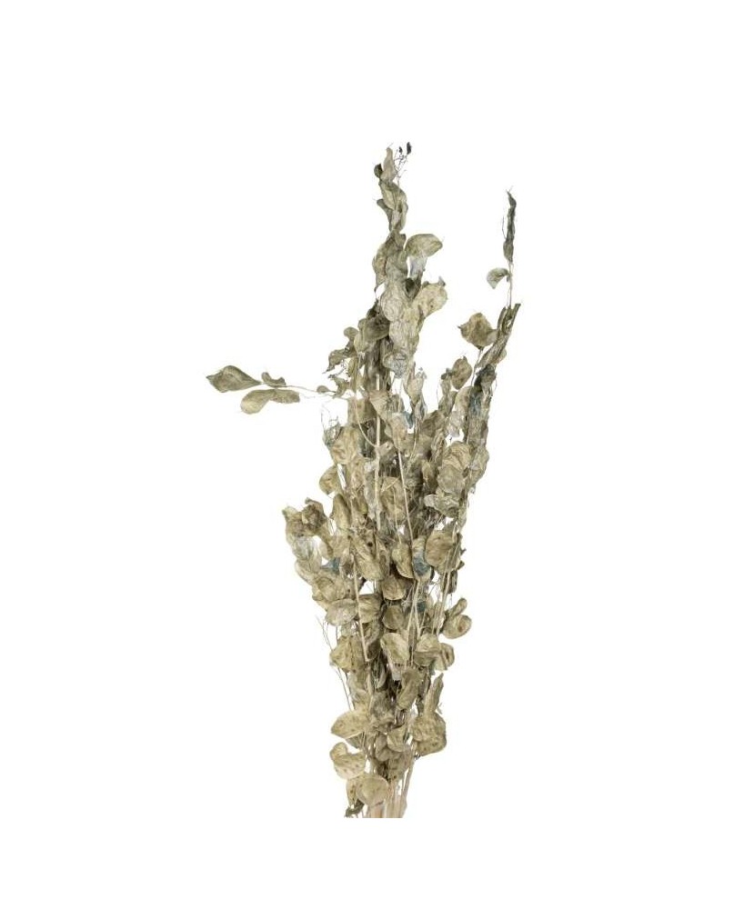 RAMA LUNARIA VERDE  HIELO 60GR