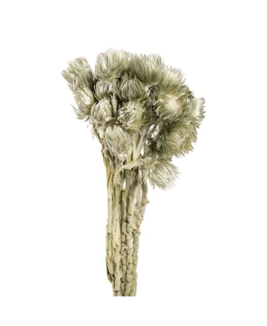CAPBLUMEN GRANDE VERDE HIELO