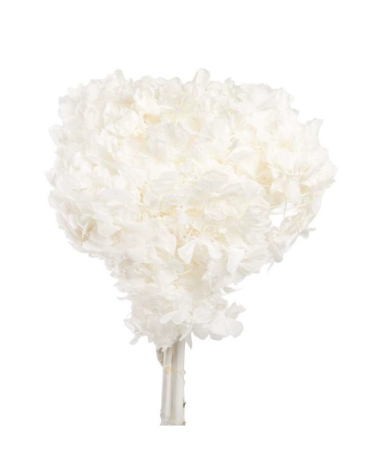 HYDRANGEA BLANCA