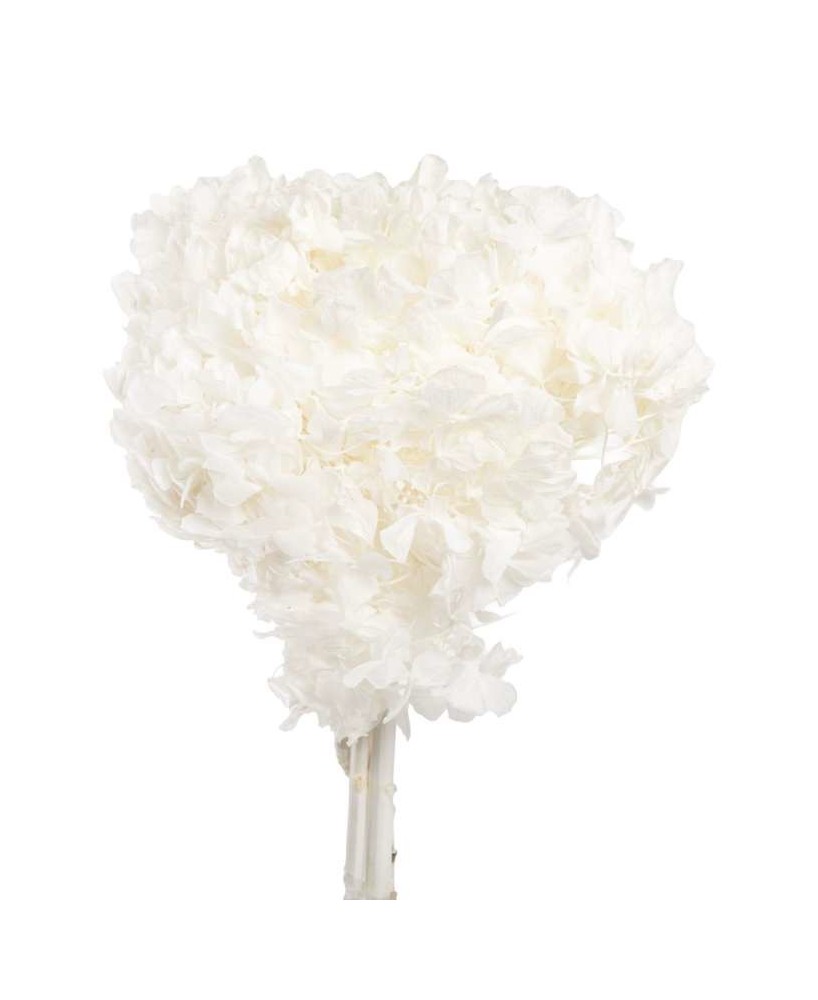 HYDRANGEA BLANCA