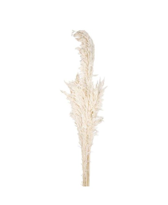 SALICCHIO LUNGO BLANCO