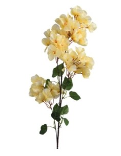 RAMA BOUGANVILLEA AMARILLO