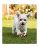 BUEY CON PELOTA PARA PERRO TPR 5CM