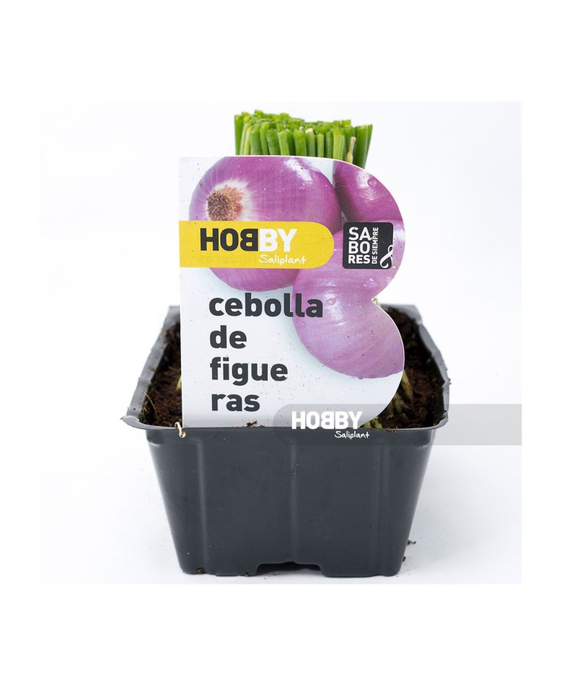 CEBOLLA FIGUERAS PACK 12