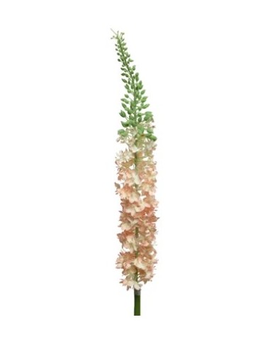 RAMA EREMURUS MELOCOTON  19.20