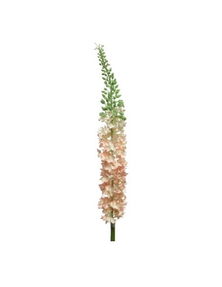 RAMA EREMURUS MELOCOTON  19.20