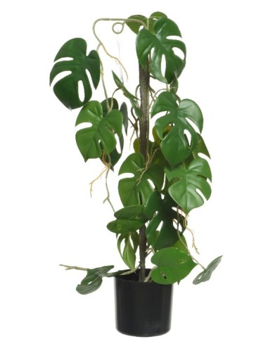 PLANTA MONSTERA VERDE 31X20X63.5CM