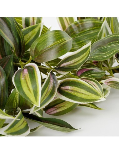 TRADESCANTIA COLGANTE VERDE