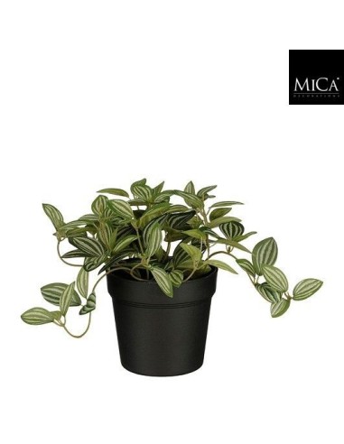 TRADESCANTIA EN MACETA VERDE 16X16CM