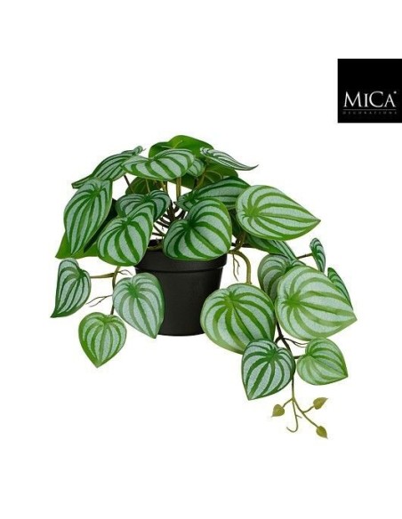 PEPEROMIA EN MACETA VERDE 23CM