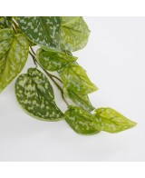 SCINDAPSUS VERDE EN MACETA GRIS 17CM