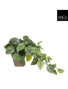 SCINDAPSUS VERDE EN MACETA GRIS 17CM