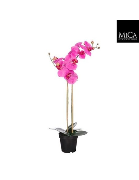 PHALAENOPSIS PURPURA EN MACETA 70X38CM