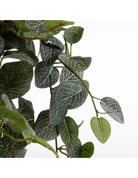 PILEA COLGANTE VERDE 20CM